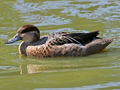 Garganey x Blue-billed Teal hybrid